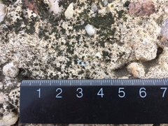 Endocarpon pallidulum