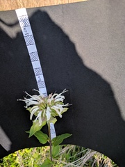 Monarda lindheimeri