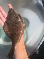 Citharichthys sordidus