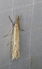 Raphiptera argillaceellus