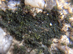 Endocarpon pallidulum