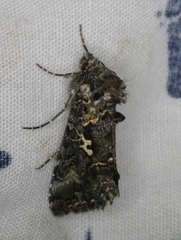 Syngrapha alias