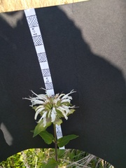 Monarda lindheimeri