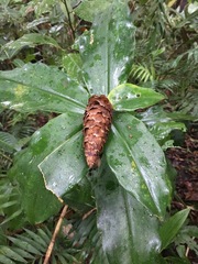 Costus scaber