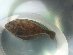 Citharichthys sordidus