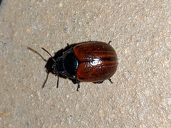 Chrysolina diluta