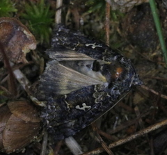 Syngrapha alias