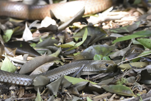 Eastern Brown Snake sighting