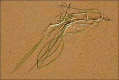 Zostera muelleri