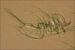 Zostera muelleri