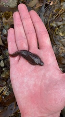 Lepadogaster purpurea