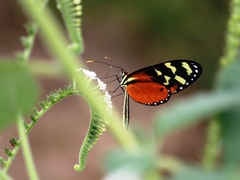 Mechanitis polymnia isthmia