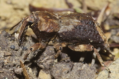 Ectopsis ferrugalis