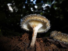 Lentinus crinitus
