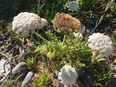 Daucus carota halophilus