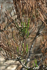 Allocasuarina paludosa