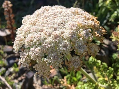 Daucus carota halophilus
