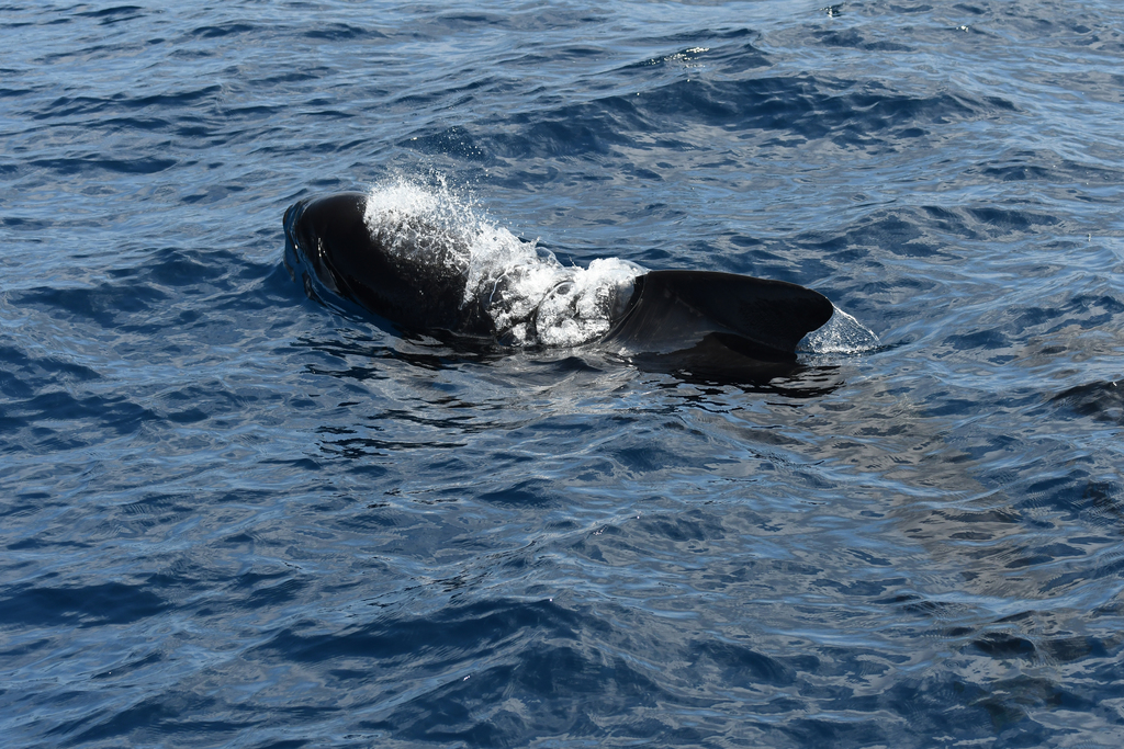 Long-finned pilot whale surfacing with a white splash