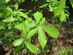 Quercus serrata brevipetiolata