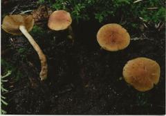 Gymnopilus liquiritiae