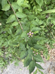 Malpighia glabra