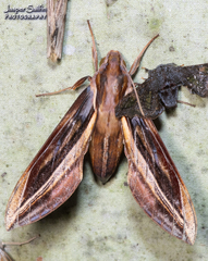Xylophanes pyrrhus