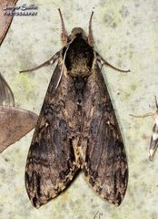 Manduca scutata