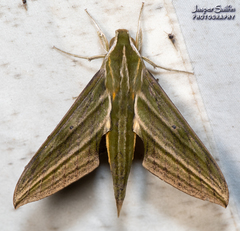 Xylophanes aristor