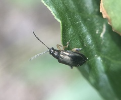 Leptophysa