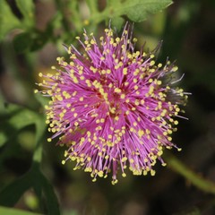 Mimosa quadrivalvis