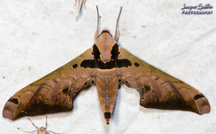 Adhemarius sexoculata
