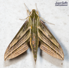 Xylophanes aristor