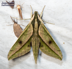 Xylophanes docilis