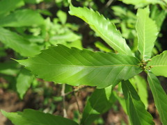 Quercus serrata brevipetiolata