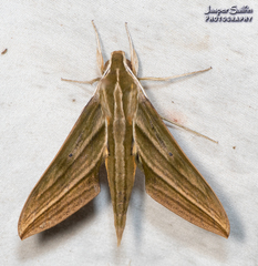 Xylophanes aristor