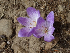 Colchicum bivonae