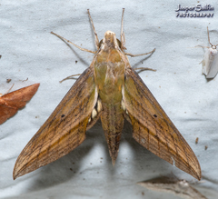 Xylophanes aristor