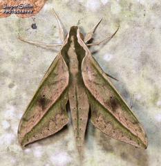Xylophanes docilis