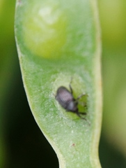 Melanterius servulus