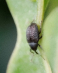 Melanterius servulus