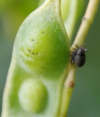 Melanterius servulus