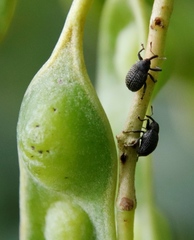 Melanterius servulus