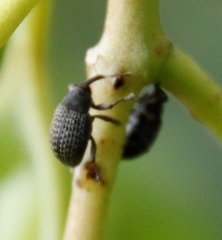 Melanterius servulus