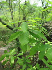 Quercus serrata brevipetiolata