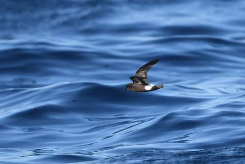 Paíño europeo (Hydrobates pelagicus)