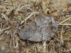 Hipparchia statilinus