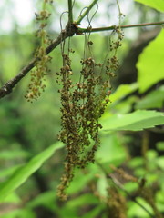 Quercus serrata brevipetiolata
