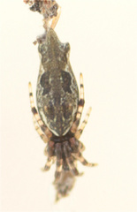Cyclosa bifurcata