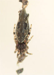 Cyclosa bifurcata