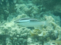 Scolopsis trilineata